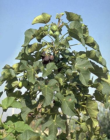 Jatropha, Purgiernuss – Foto © Henning, CC BY-SA 2.5 commons.wikimedia.org
